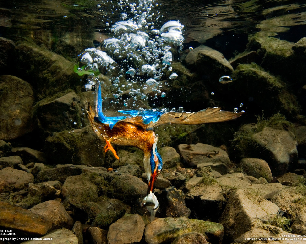 Птица нырнула в воду