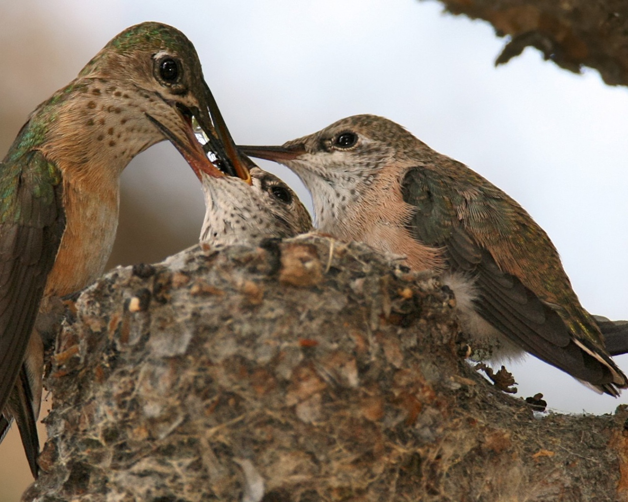 Птица кормит своих птенцов