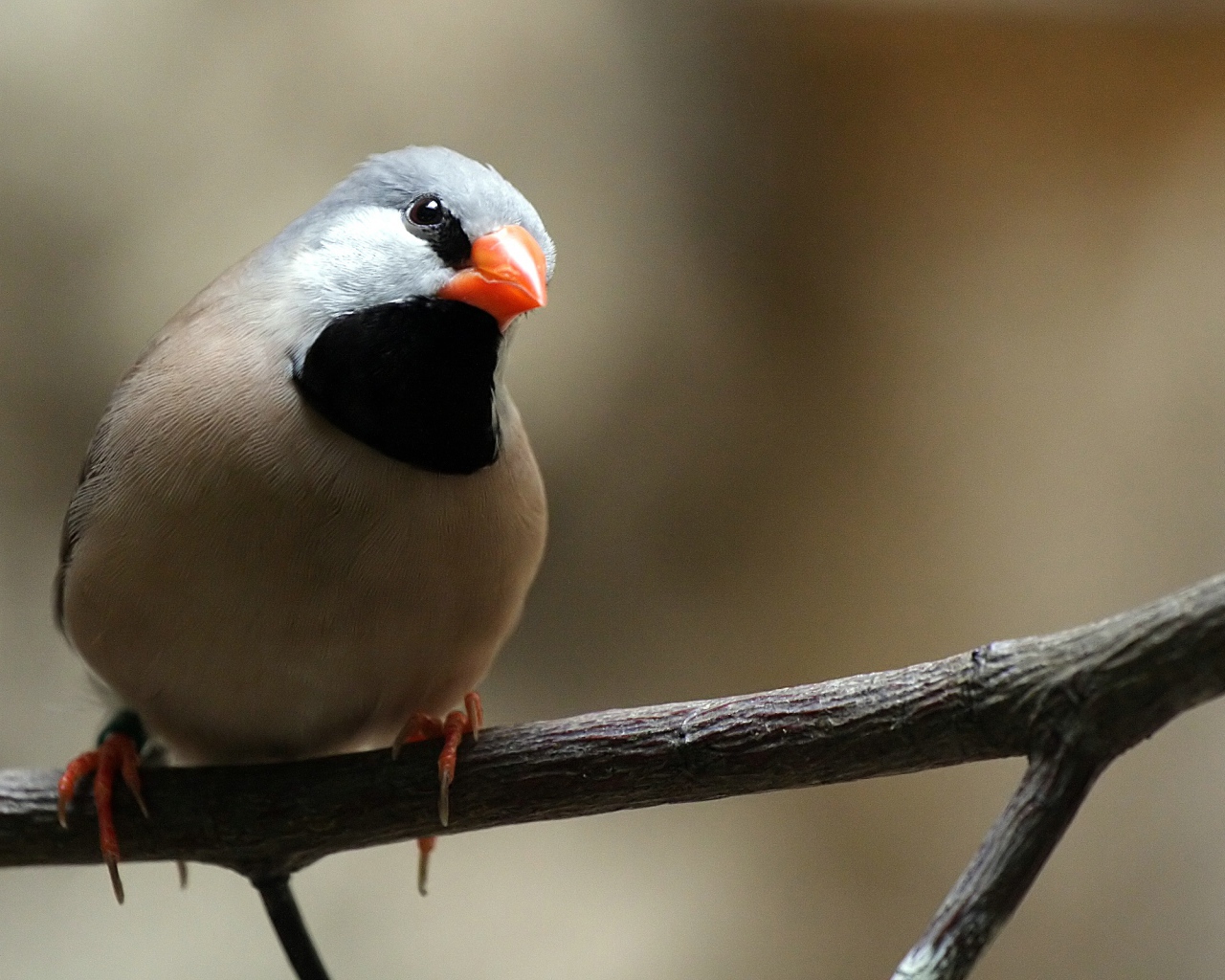 Птица с оранжевым клювом