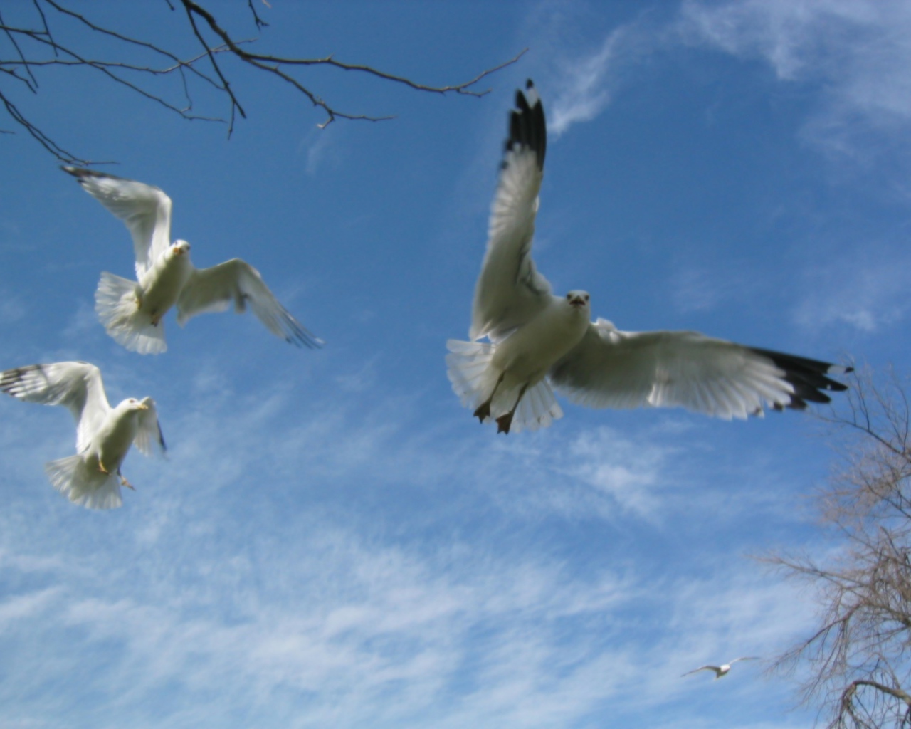 Птицы Чайки в полете