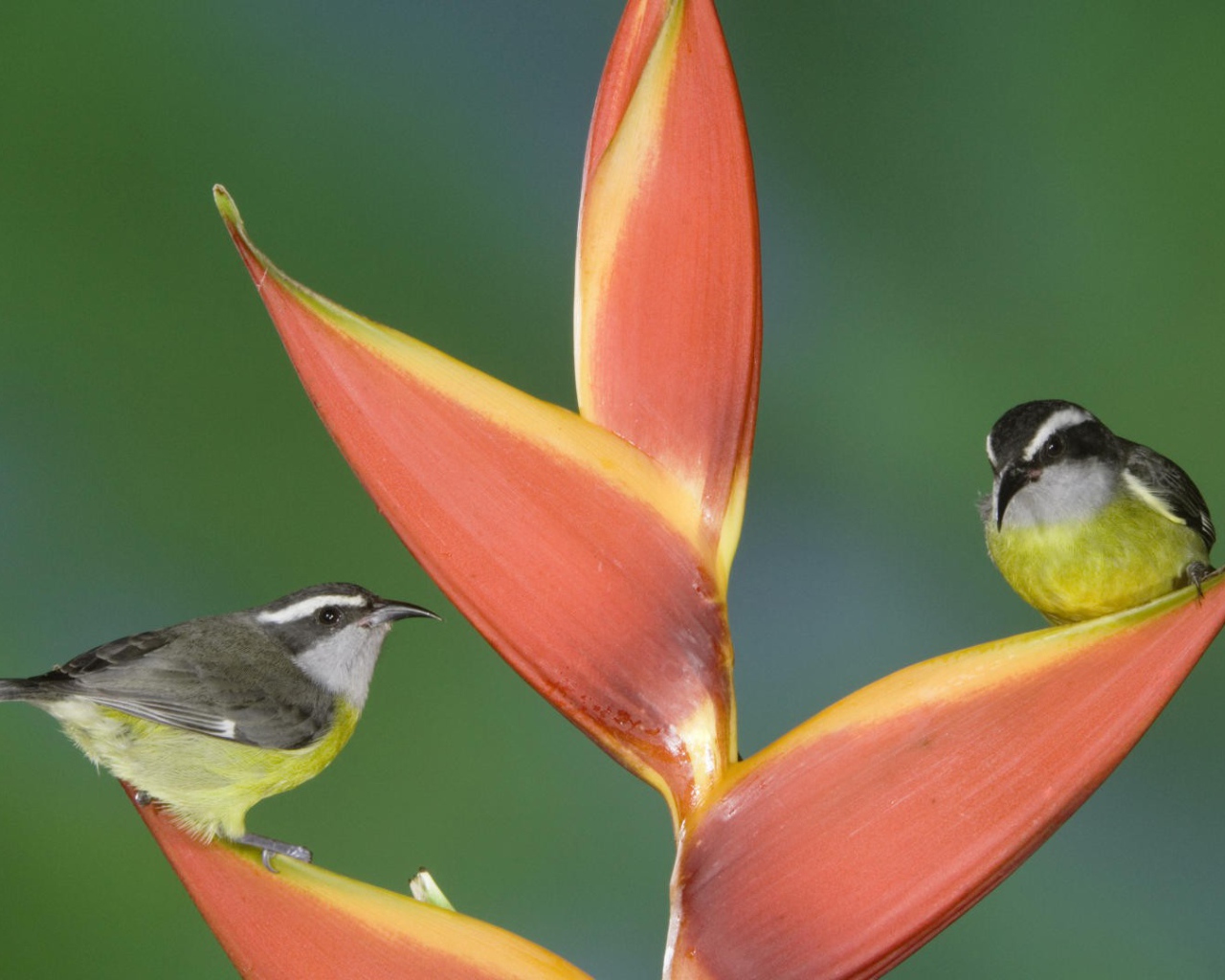 Птицы из Коста Рики