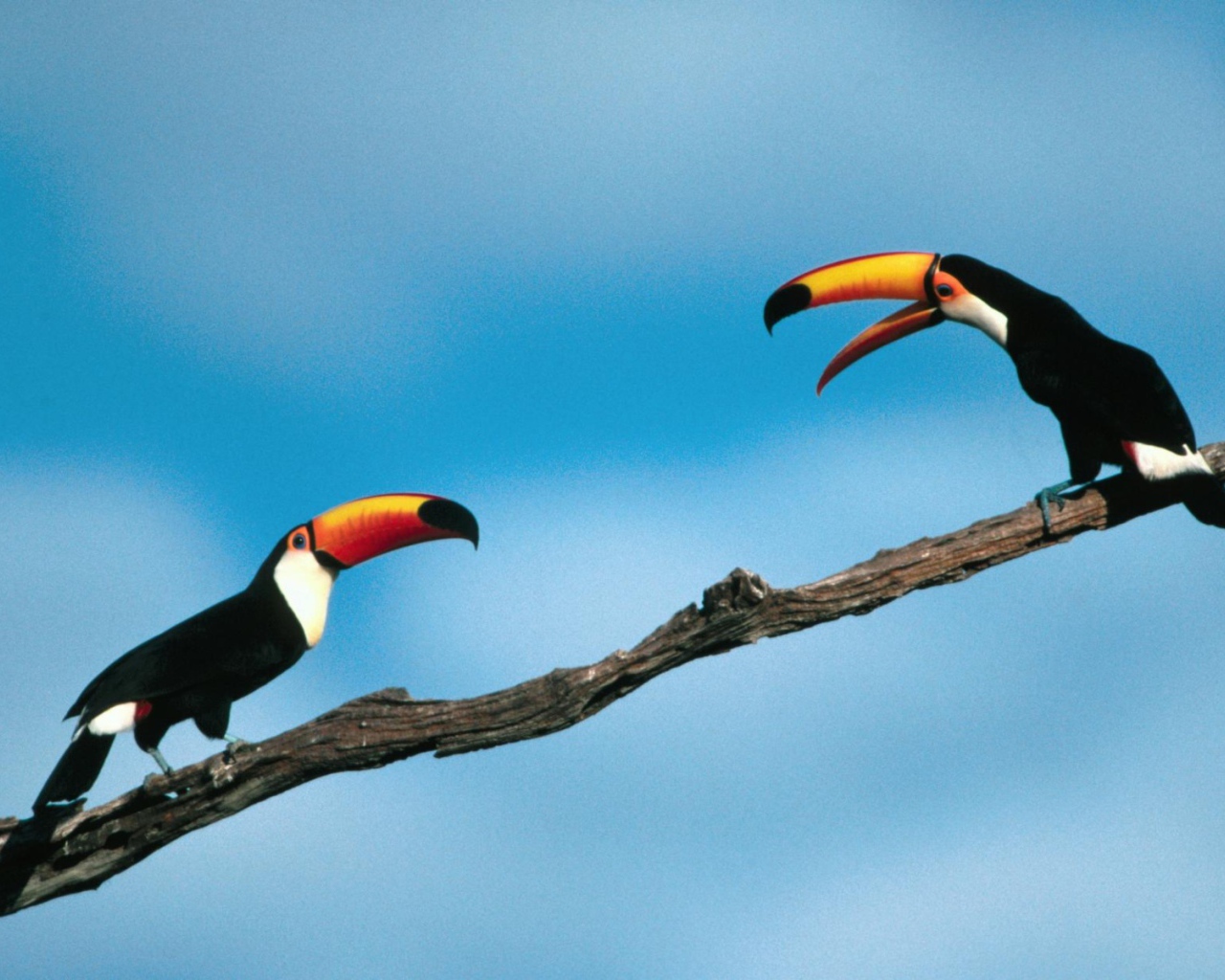 Птицы туканы сидят на ветке