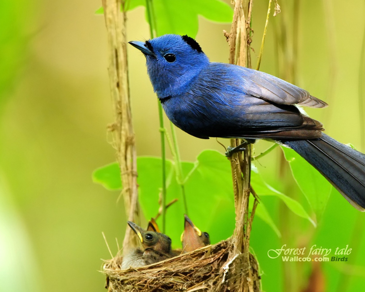 	 Синяя Мухоловка у гнезда