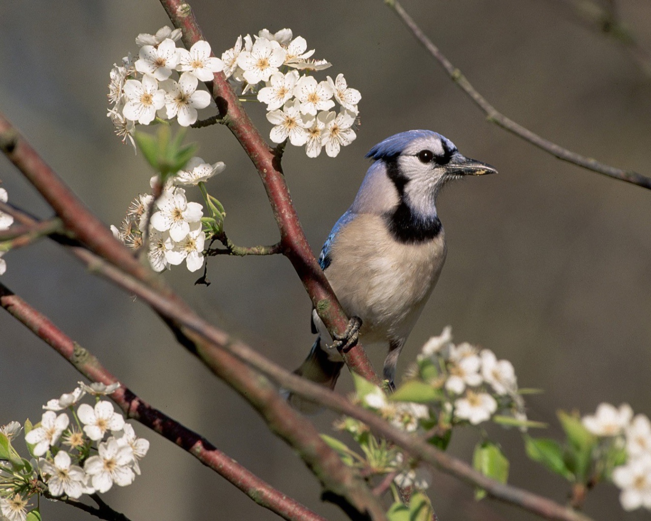 Голубая сойка