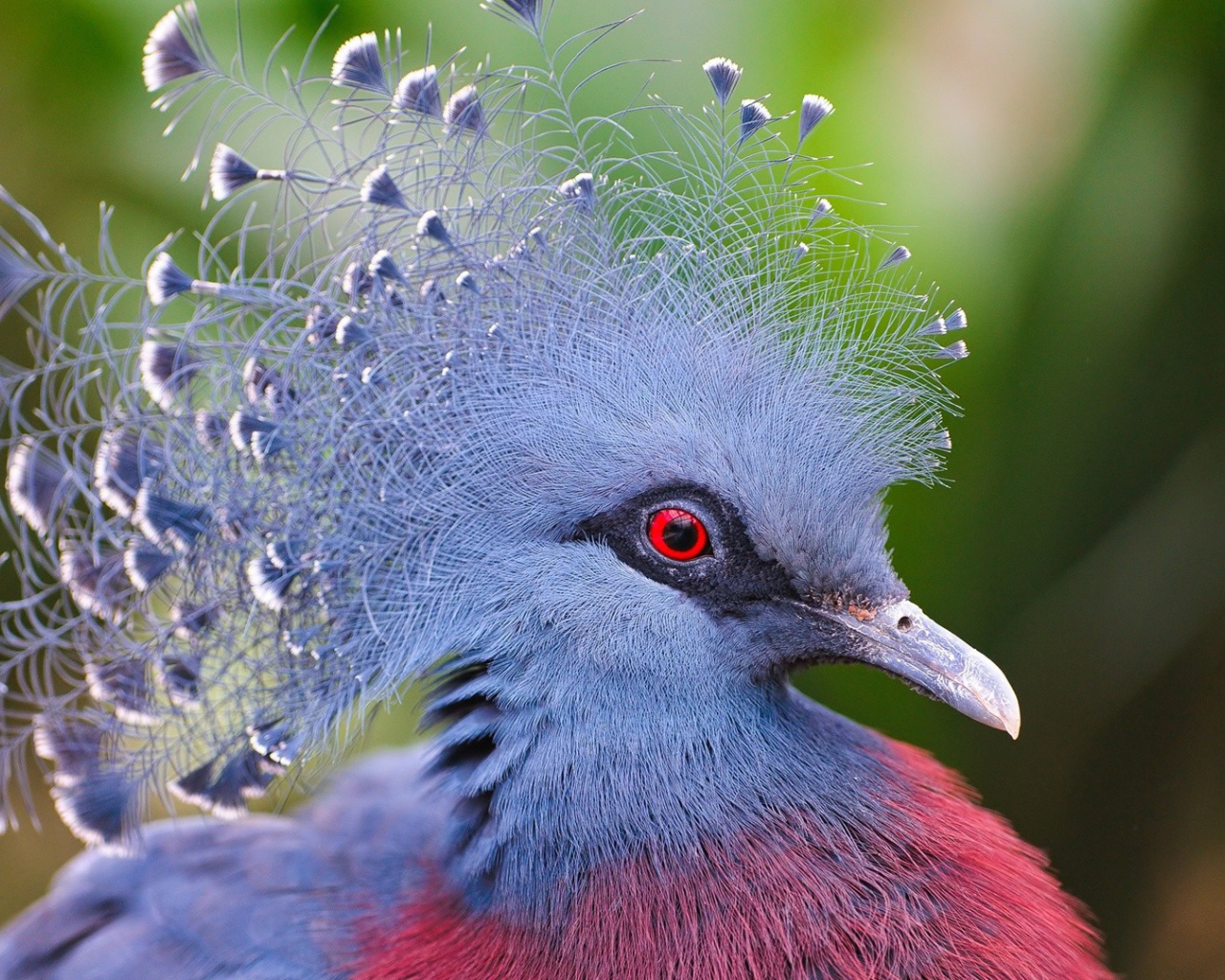 Синяя птица с красными глазами