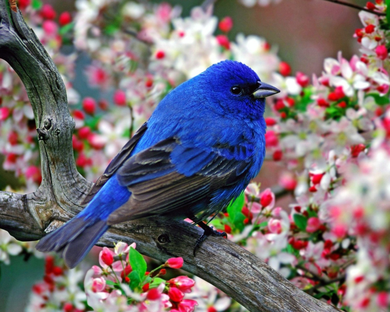 Синяя птичка на ветке