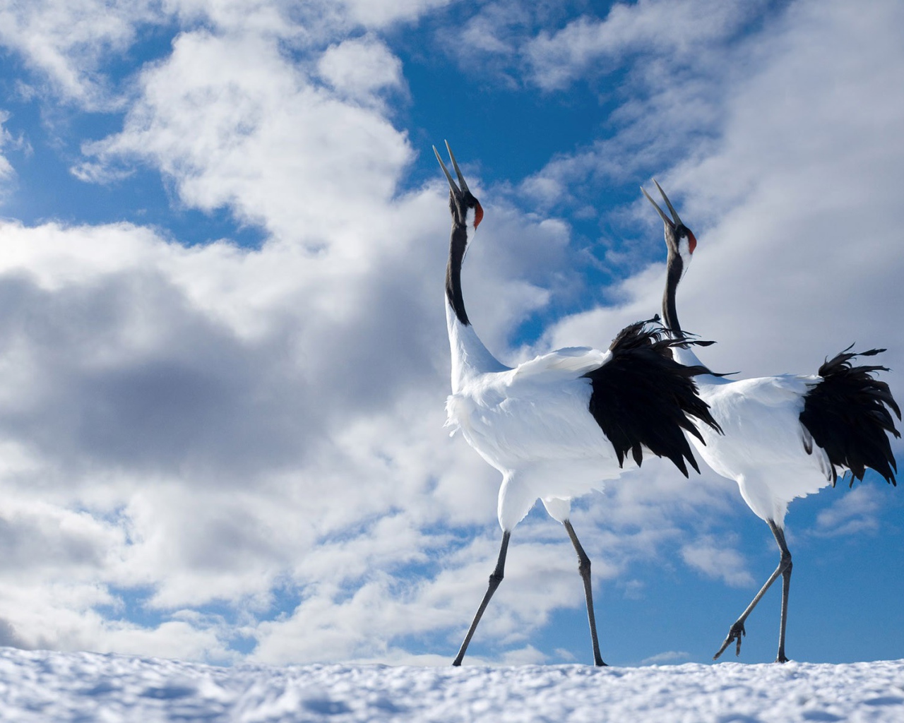 Журавли танцуют