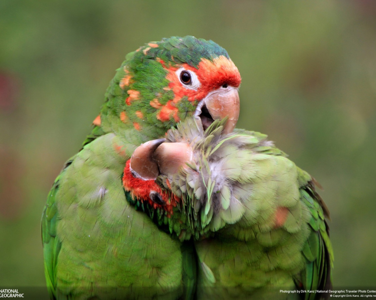 Милая пара попугаев