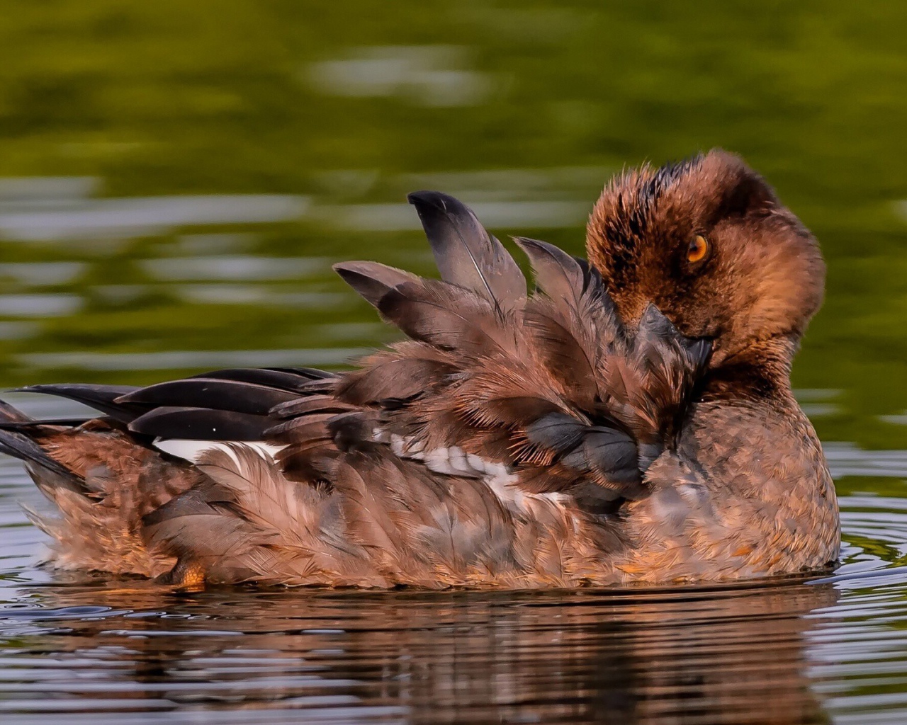 Утка чистит перышки