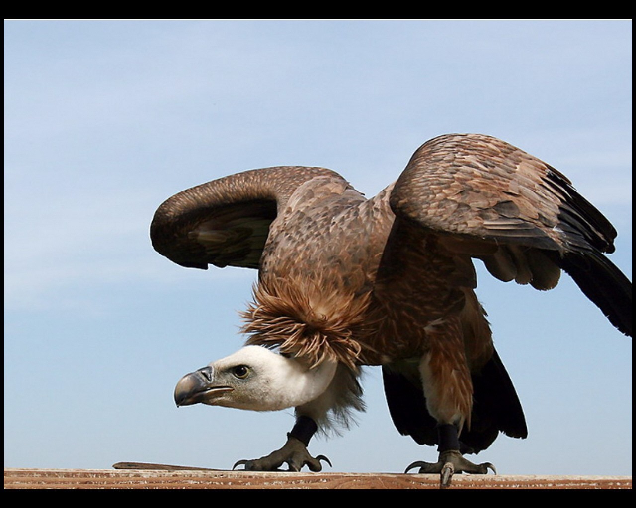 Орел взлетает