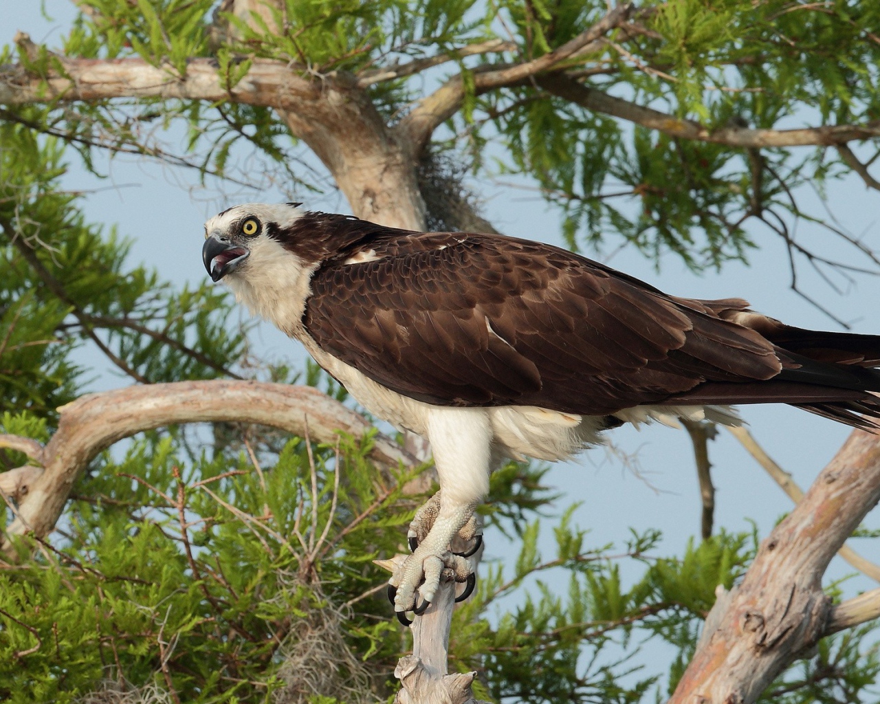 Орел сидит на дереве