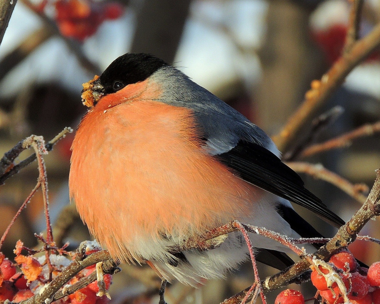Снегирь ест мерзлую ягоду