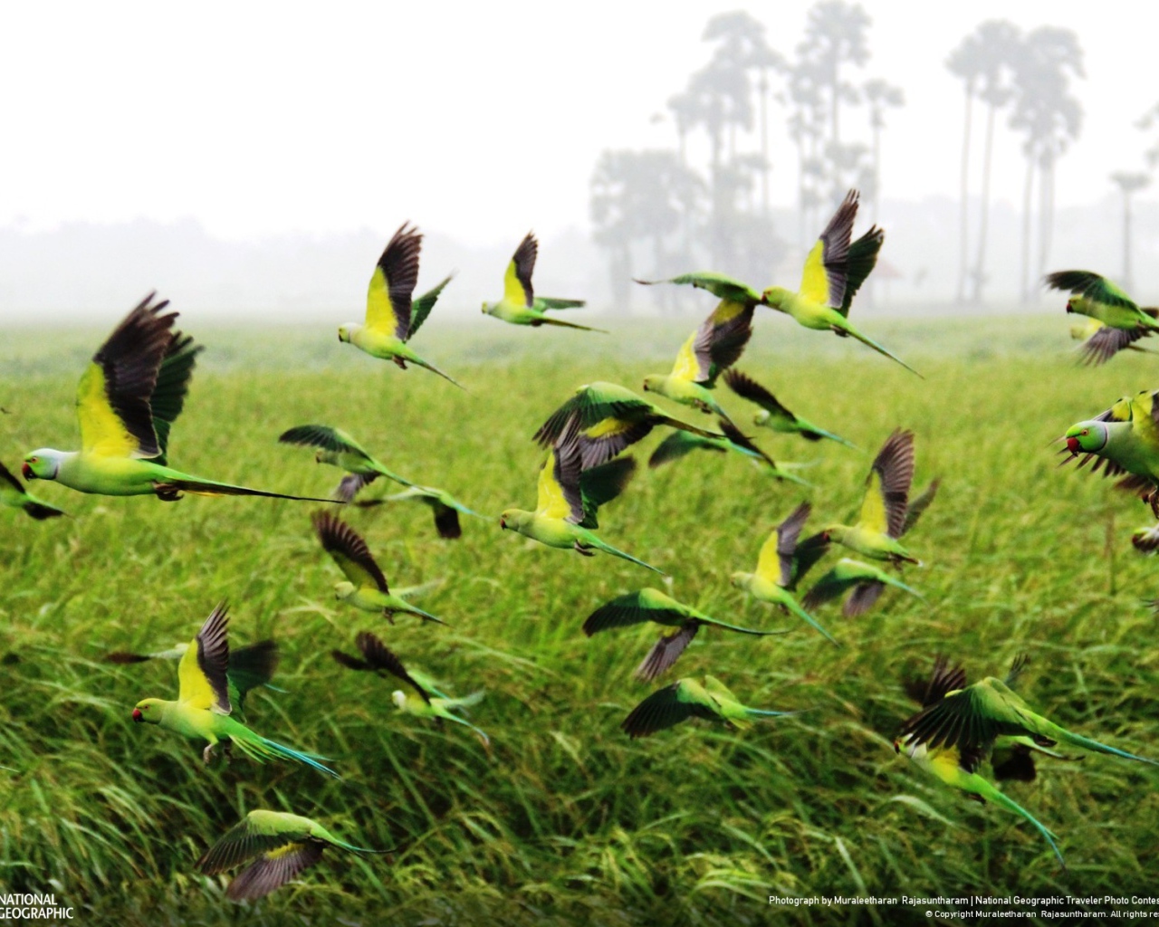 Взлетает стая попугаев