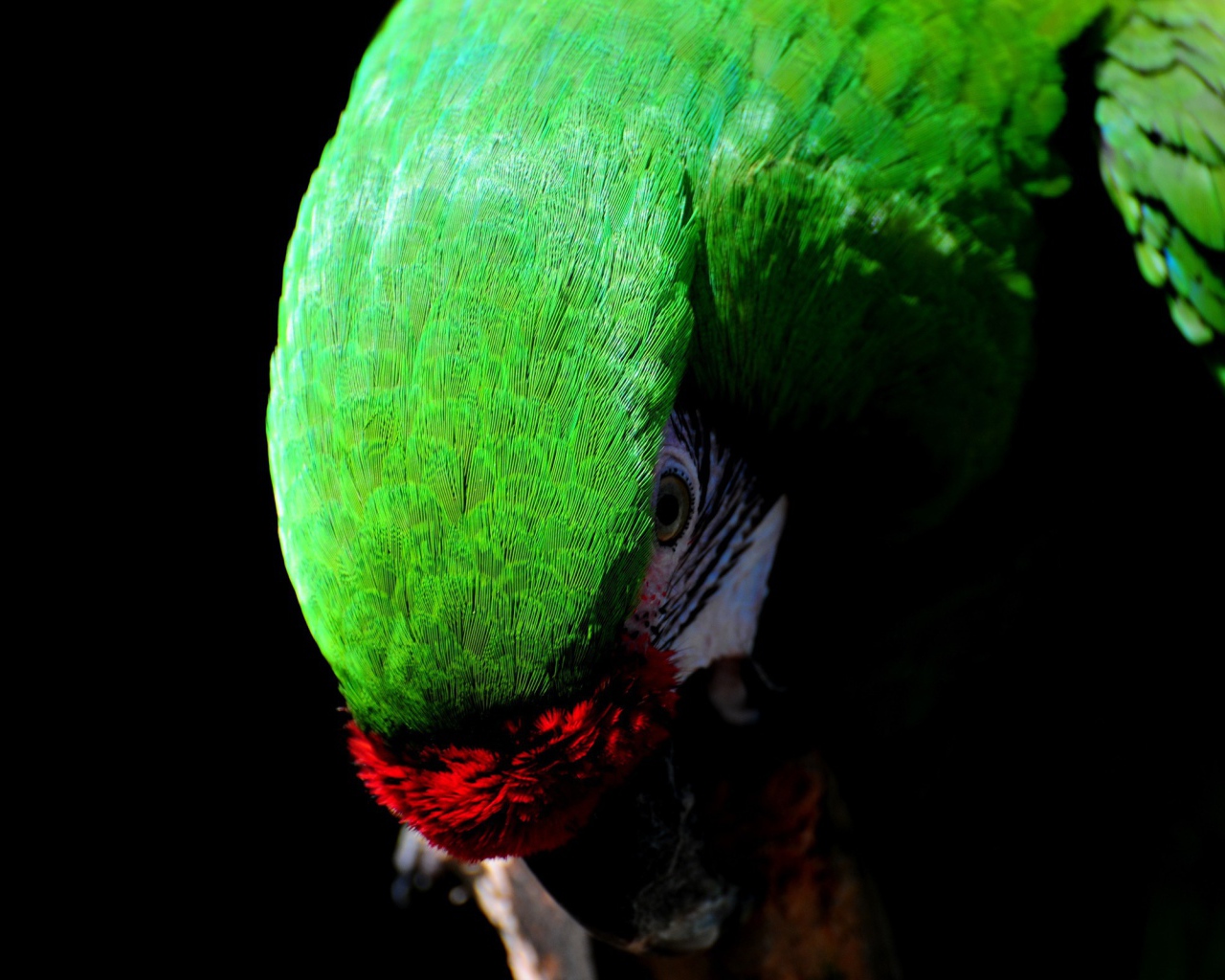 Зеленый Какаду