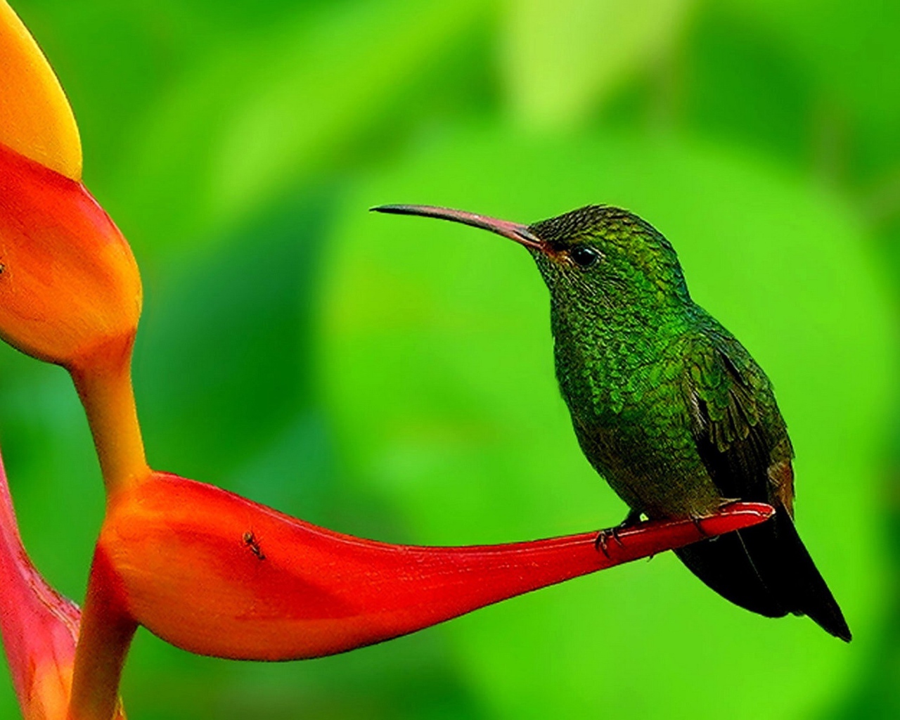 Колибри на цветке