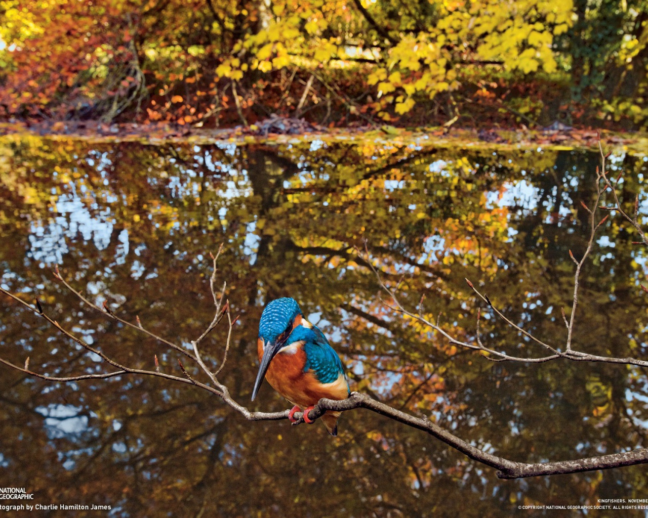Зимородок сидит на ветке