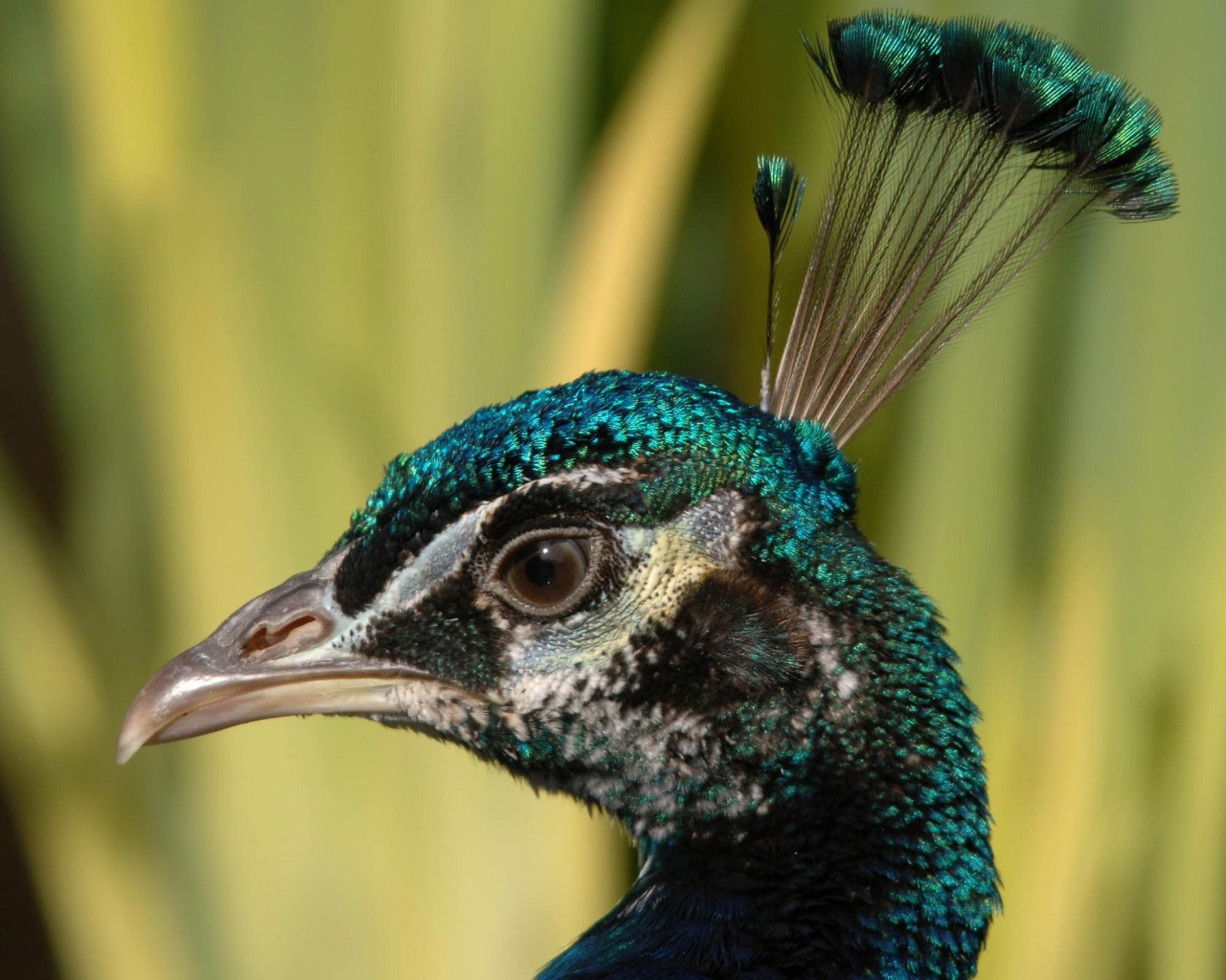 Взгляд павлина