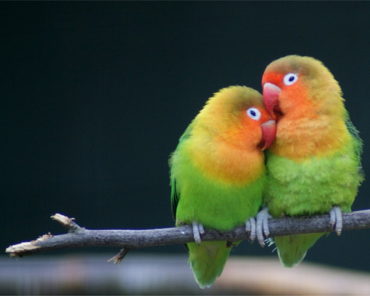 Love on a branch
