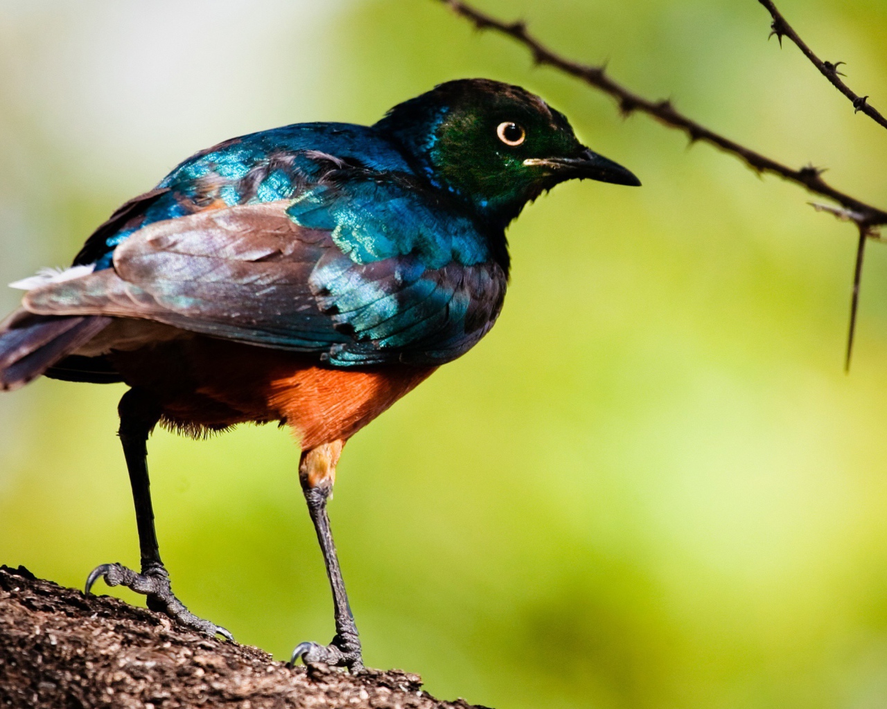 Перламутровая птица