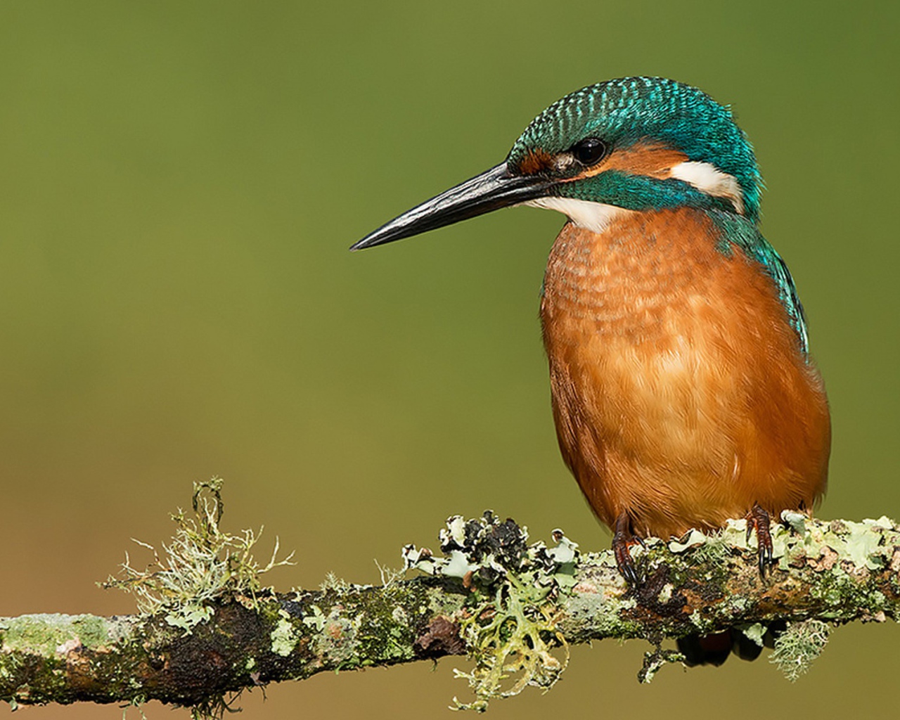 Птичка с большим клювом