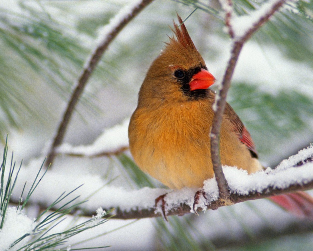 Северная птичка