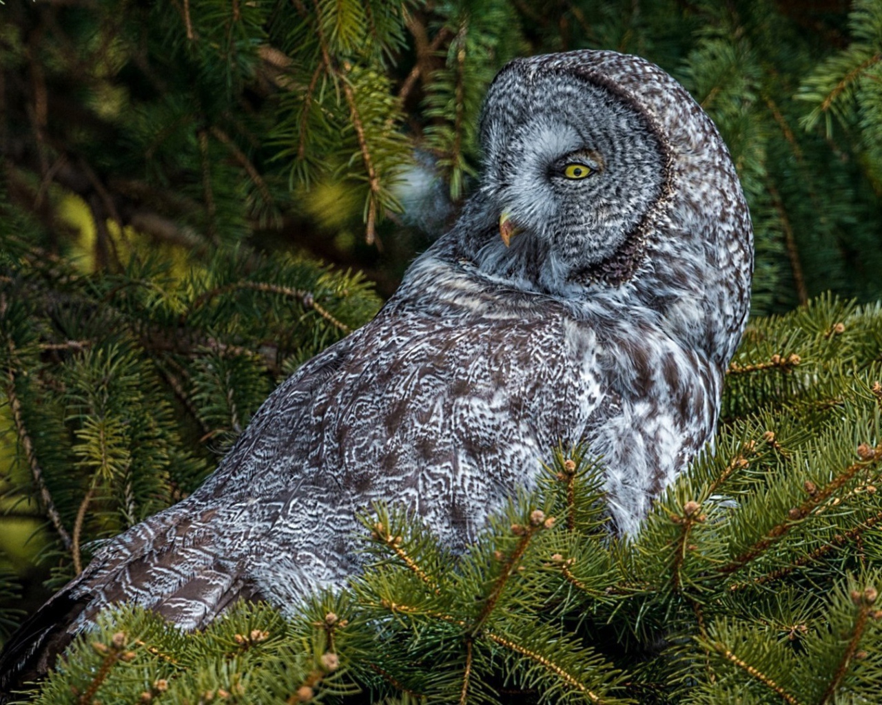 Сова сидит на дереве