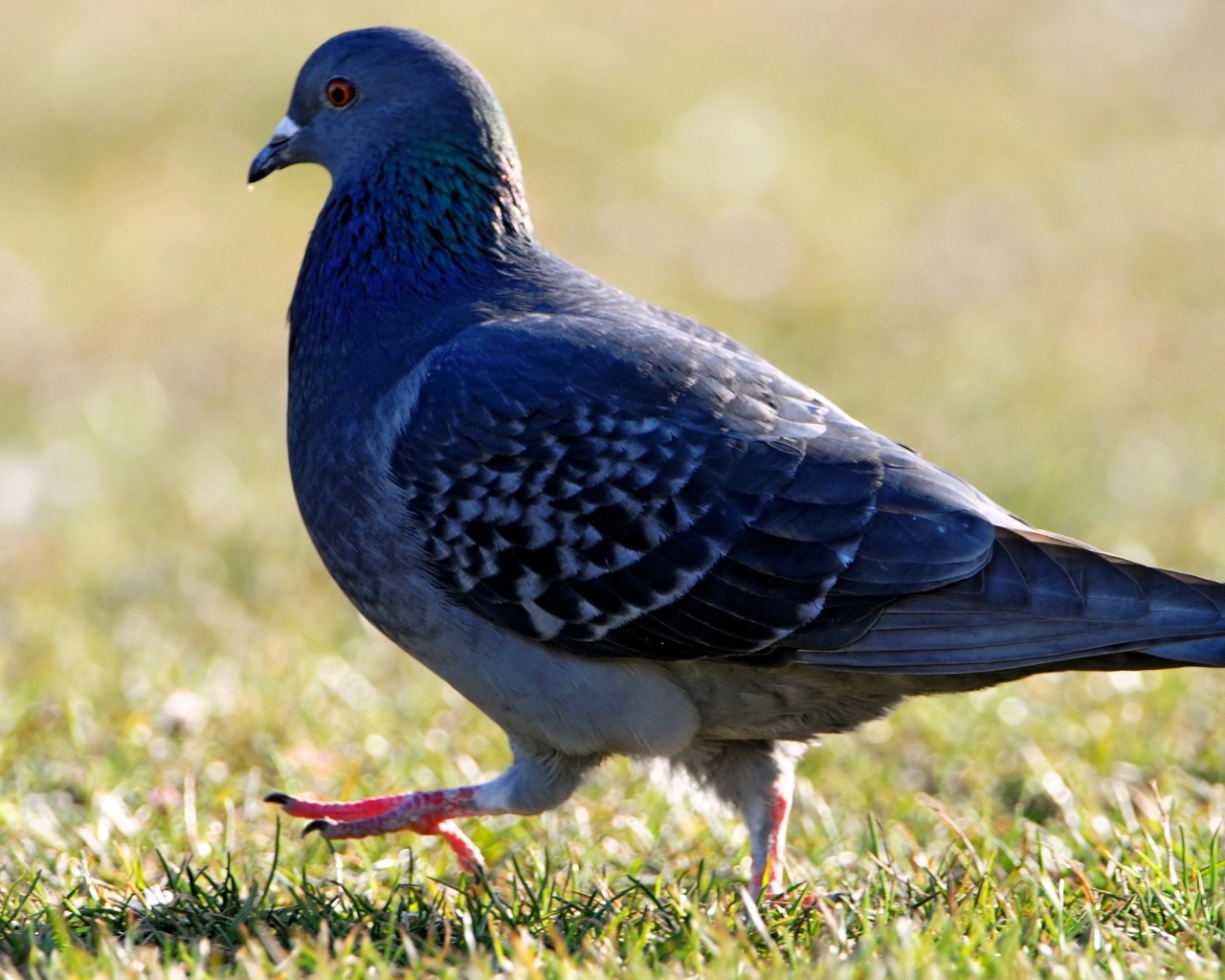 Голубь на травке