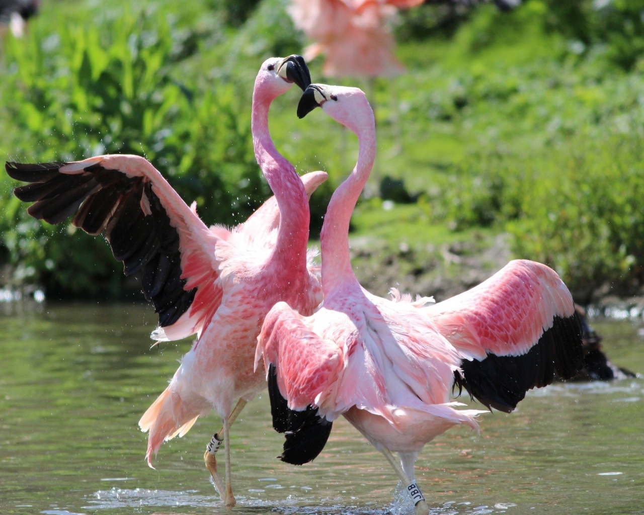 Розовые фламинго танцуют