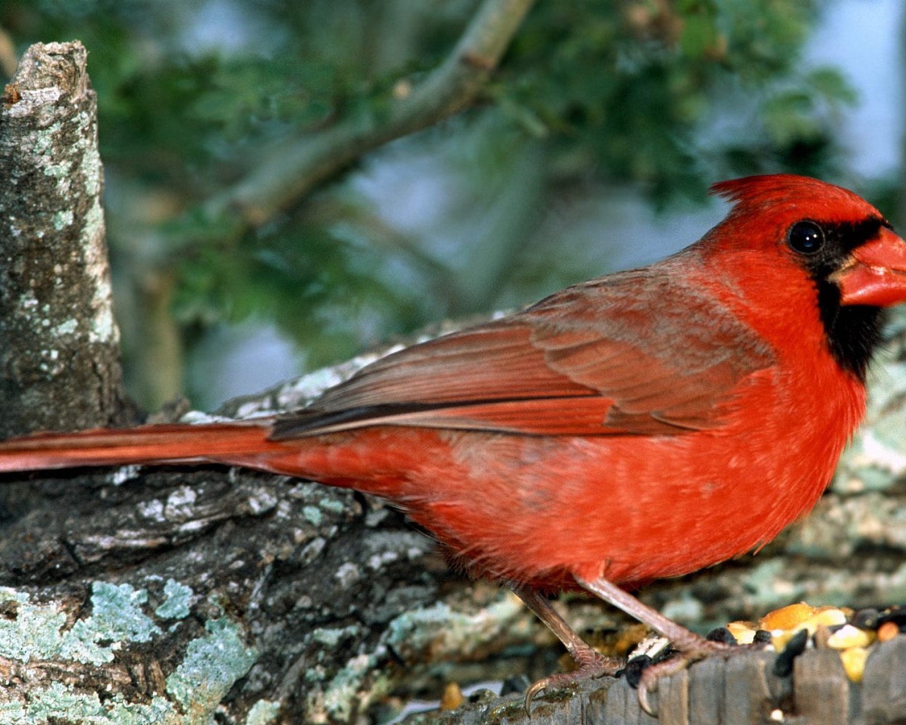 Красно грудая птица