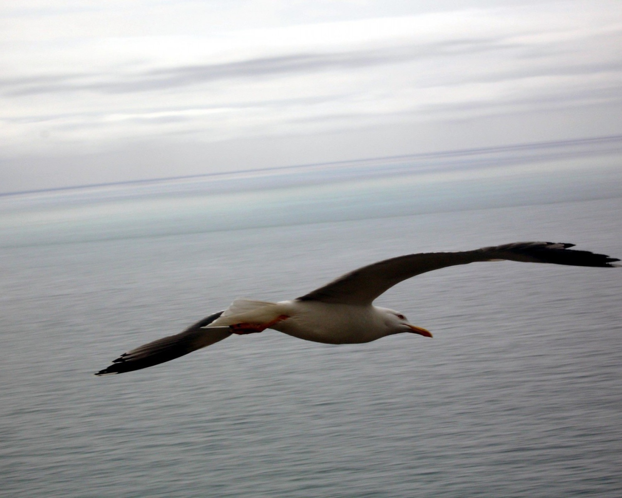 Чайка в полете
