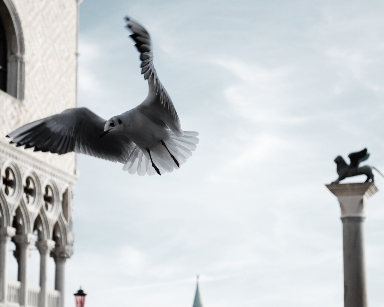 Чайка в полете по городу