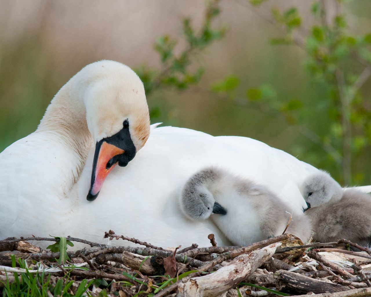 Swan with Chicks