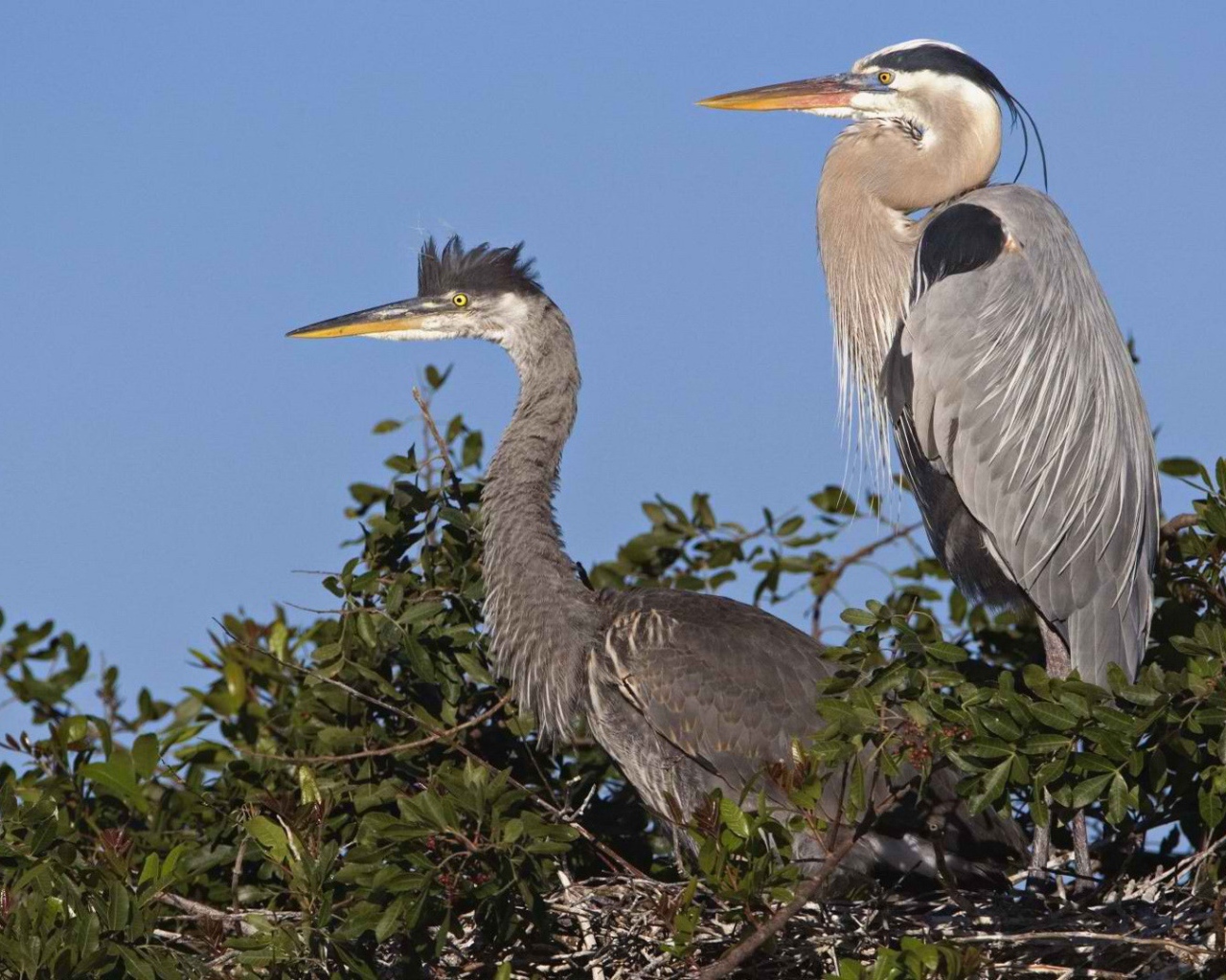 Венецианская цапля на гнезде