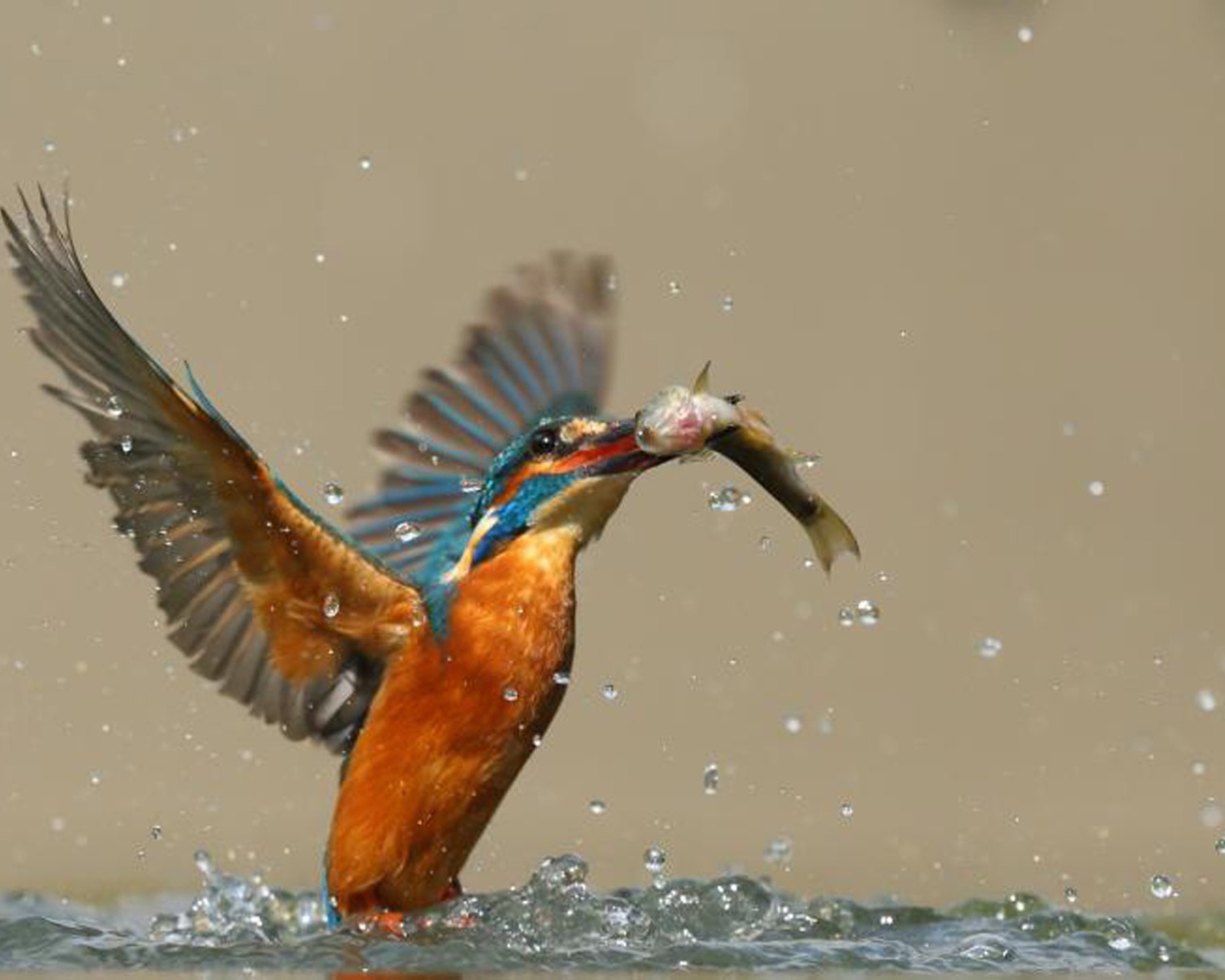 Птица поймала рыбу