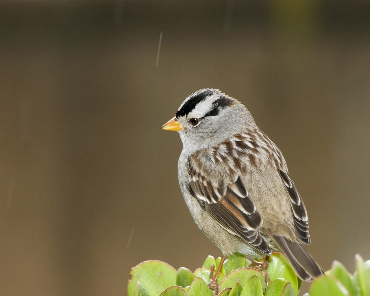 Задумчивый воробей