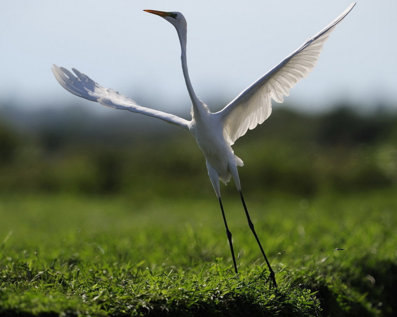 Белый журавль взлетает
