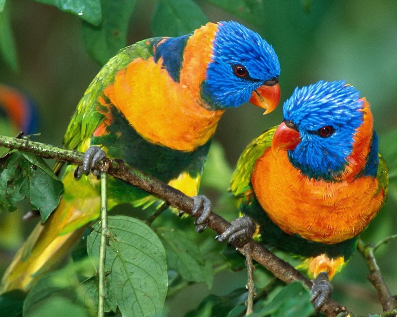 Желто синие попугаи