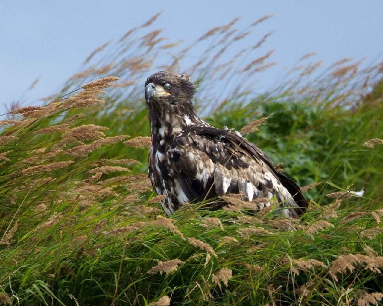 Аляска орел сидит в траве