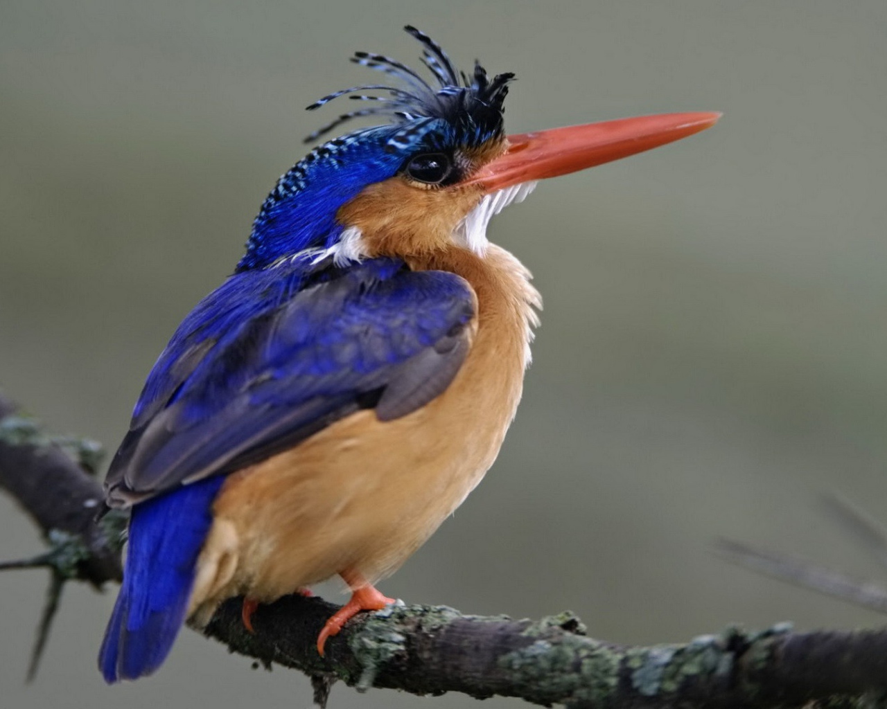 Птица из Национального парка Кении