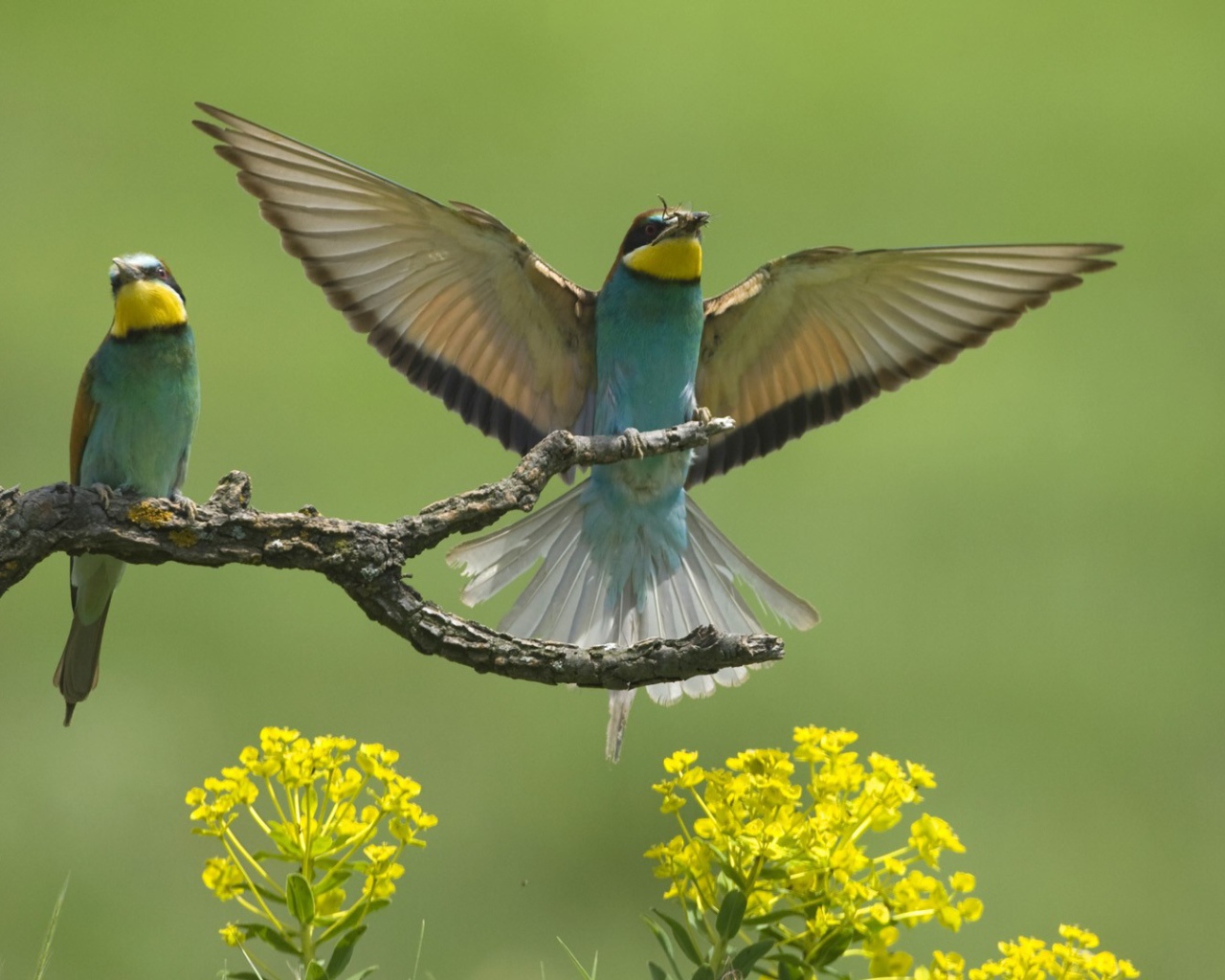Европейские птицы