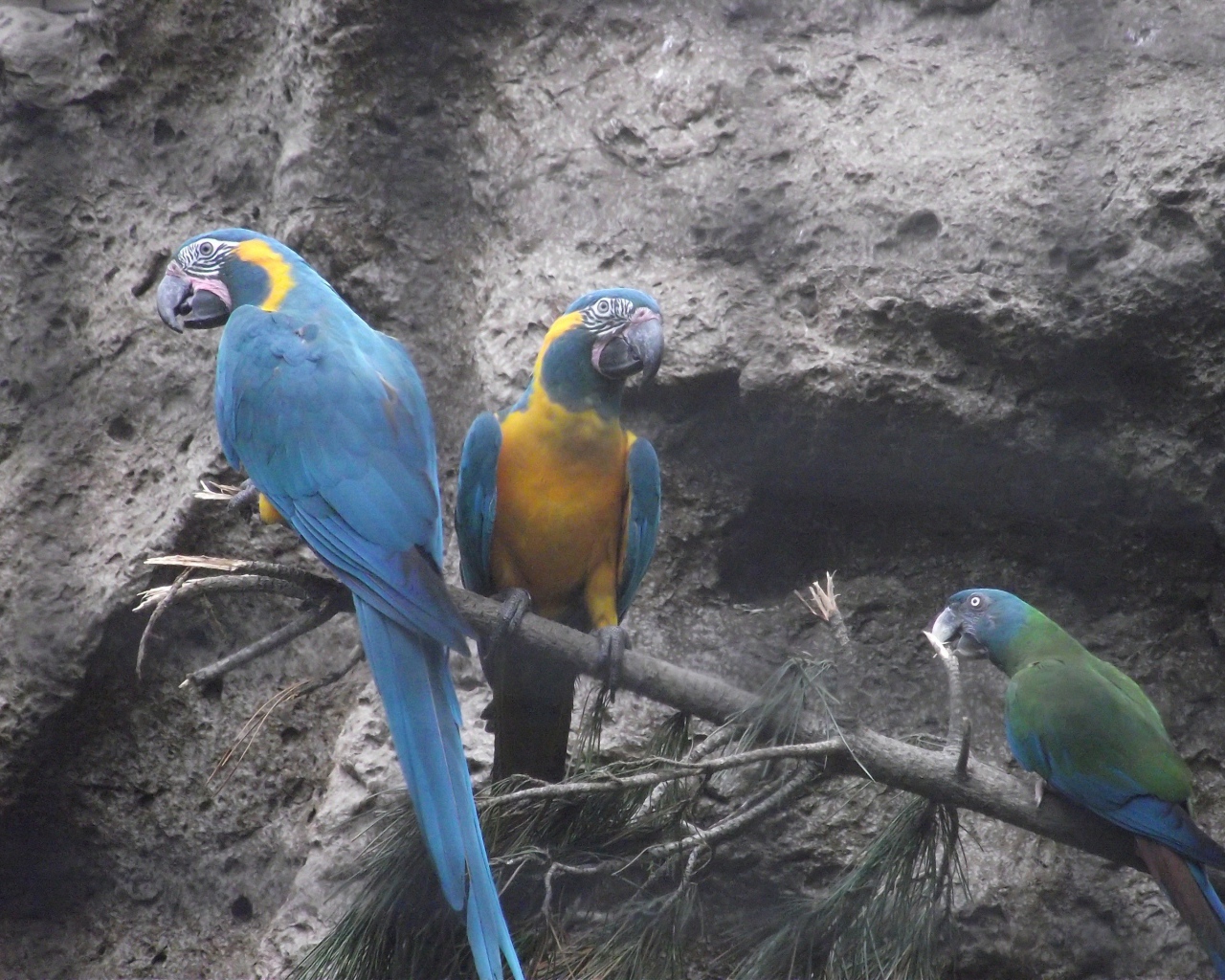 Попугаи сидят на ветке