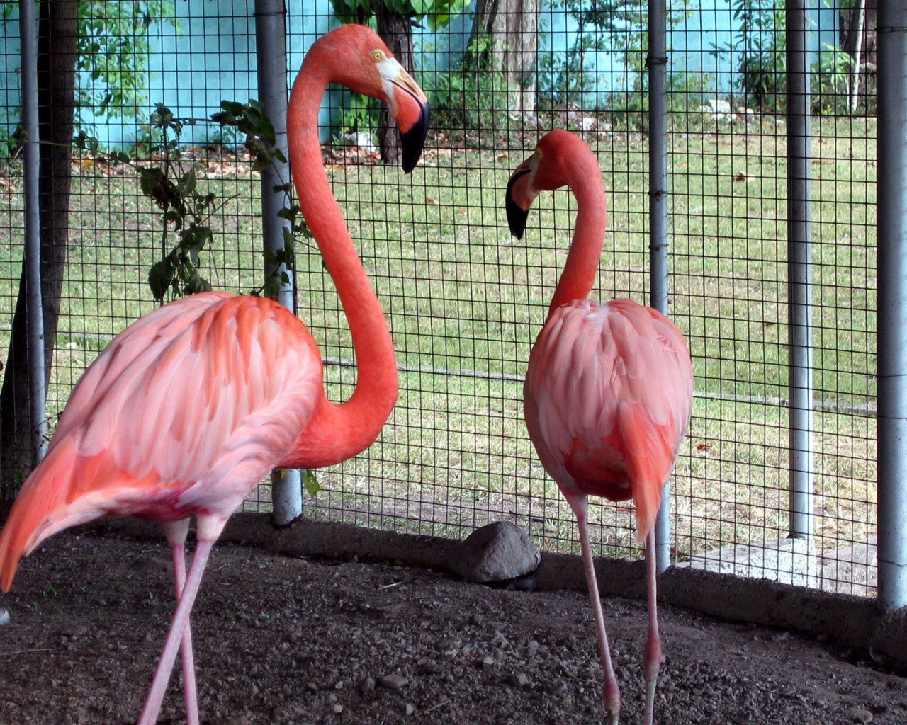 Розовые фламинго в зоопарке