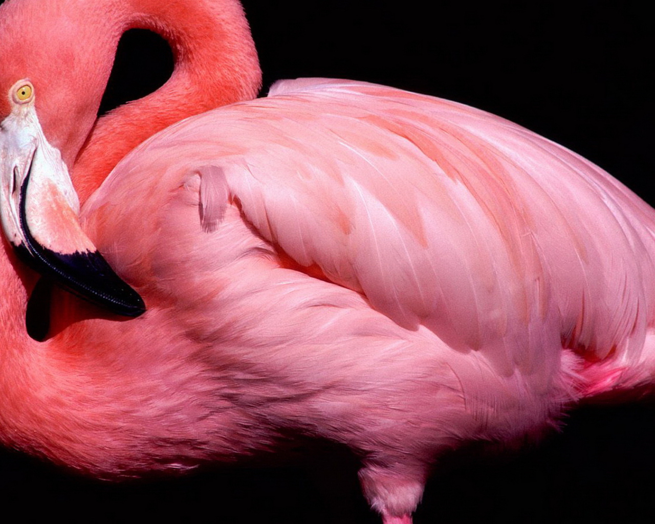 Розовый фламинго на черном фоне