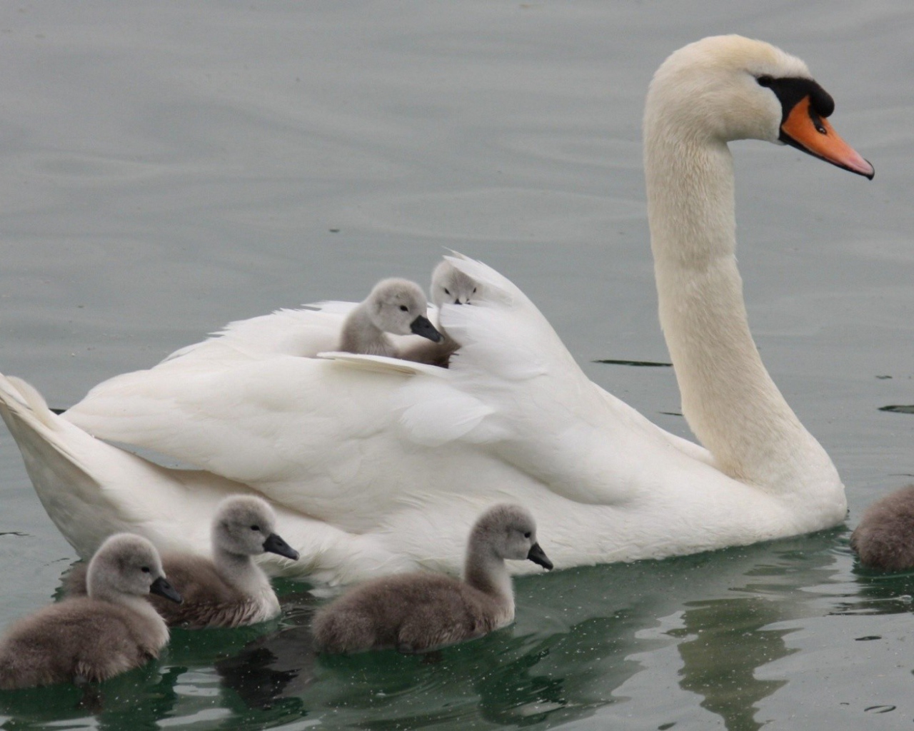 Лебедь со своими детьми