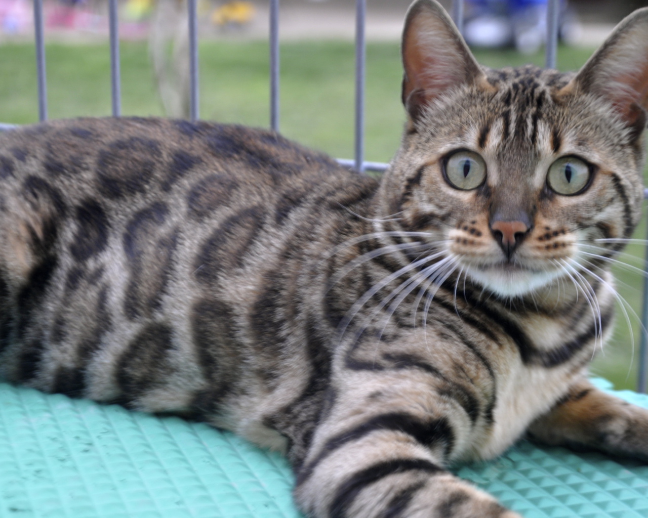 Красивый серебристый бенгальский кот