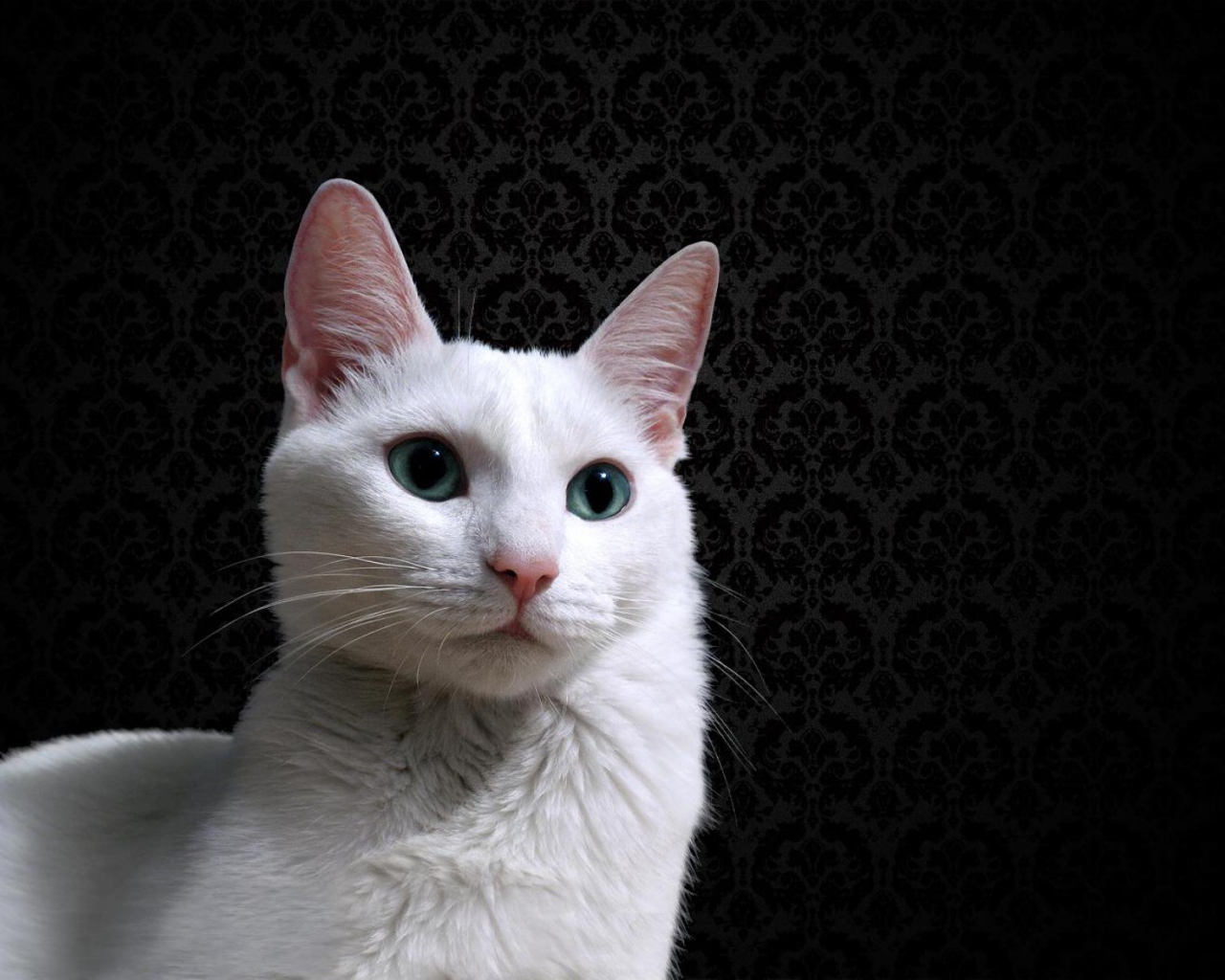 Красивый белый кот на фоне чёрных обоев