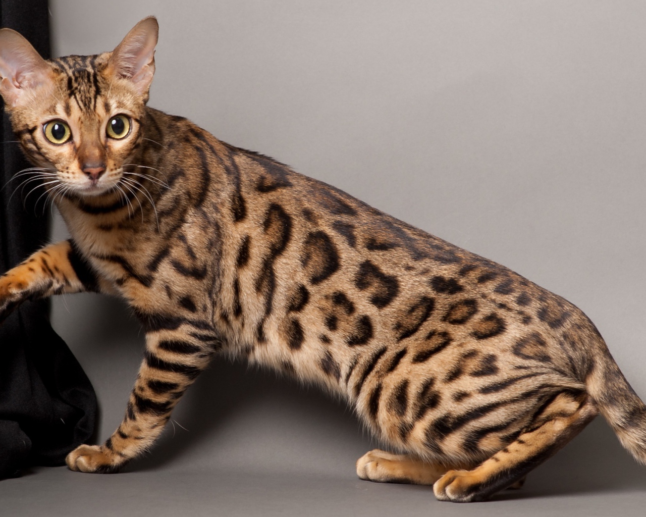 Красивый молодой бенгальский кот позирует