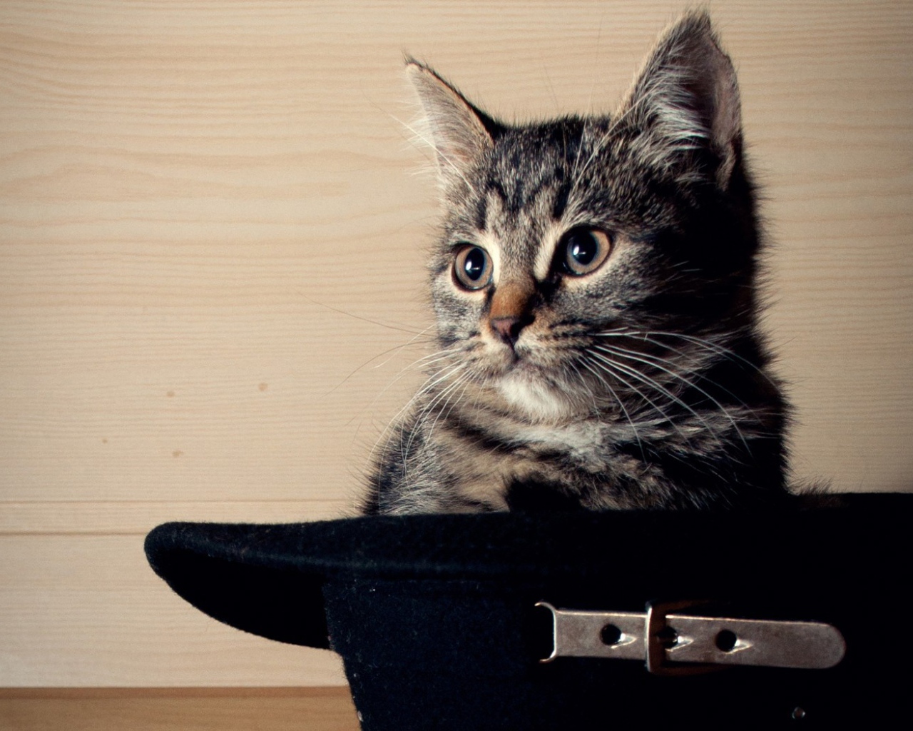 Кот сидит в черной шляпе