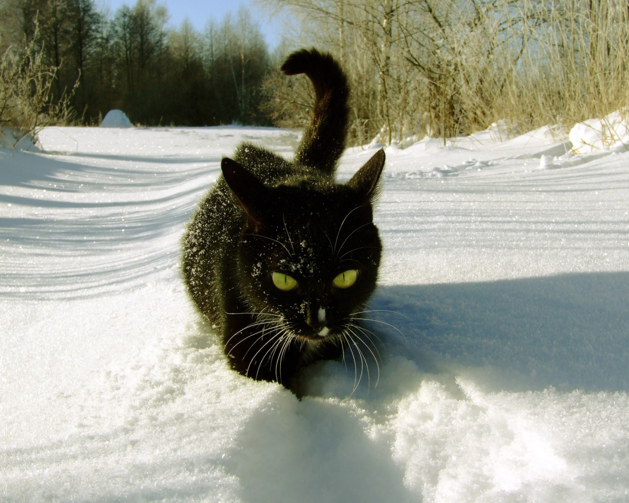 Кошка гуляет по снегу