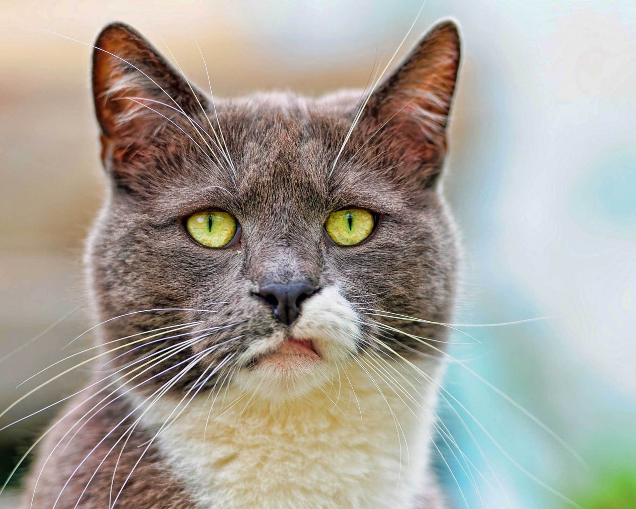 Кот с ухмылкой